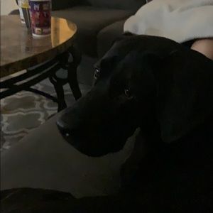 Meet your Posher, Benjamin